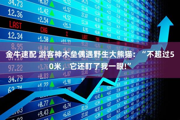 金牛速配 游客神木垒偶遇野生大熊猫：“不超过50米，它还盯了我一眼!”